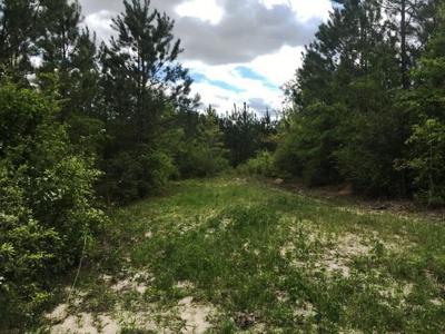 66 Acres Hwy 43 Hunting Land, Home Site for Sale South MS - image 2