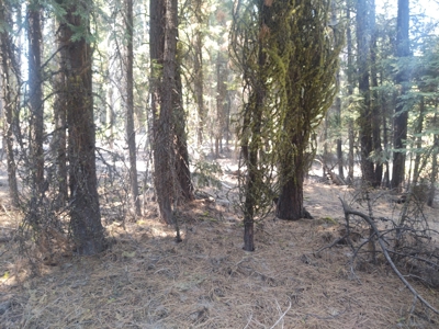 Ozite Rd. Hill Unit 3 Alturas, California 96101 - image 17