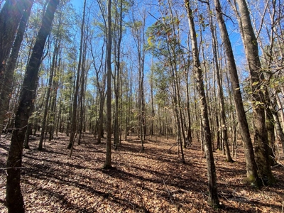 Brunson Farming & Hunting Land - image 10