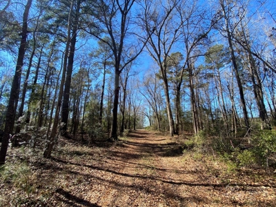 Brunson Farming & Hunting Land - image 12