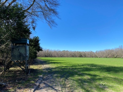 Brunson Farming & Hunting Land - image 4