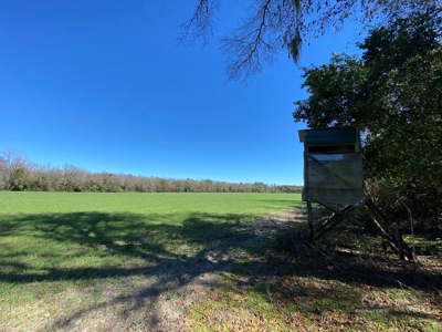 Brunson Farming & Hunting Land - image 7