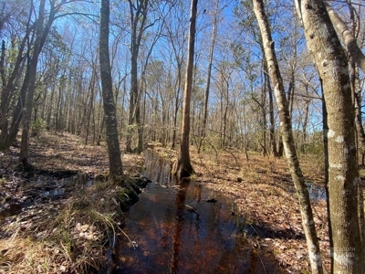 Brunson Farming & Hunting Land - image 5