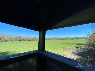 Brunson Farming & Hunting Land - image 9