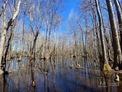 Brunson Farming & Hunting Land - image 3
