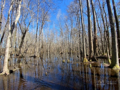 Brunson Farming & Hunting Land - image 31