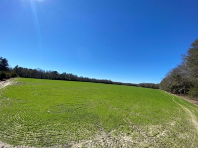 Brunson Farming & Hunting Land - image 14