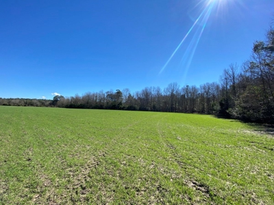 Brunson Farming & Hunting Land - image 35