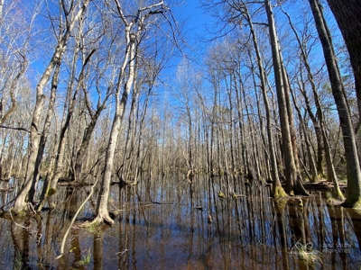 Brunson Farming & Hunting Land - image 30