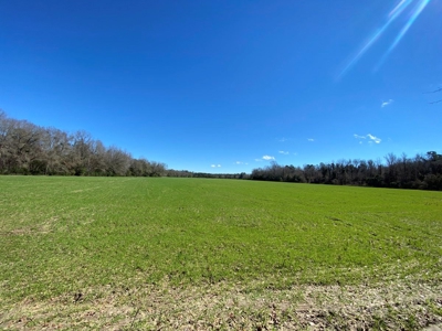 Brunson Farming & Hunting Land - image 2