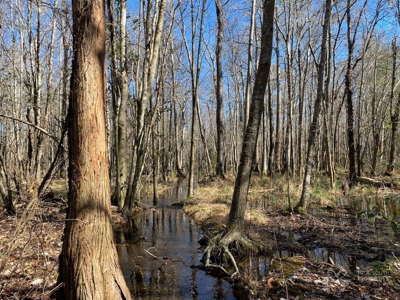 Brunson Farming & Hunting Land - image 6