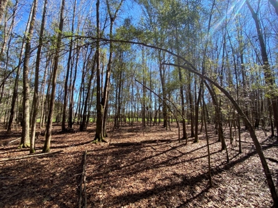 Brunson Farming & Hunting Land - image 34