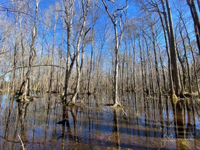 Brunson Farming & Hunting Land - image 29