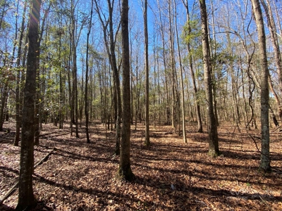 Brunson Farming & Hunting Land - image 32