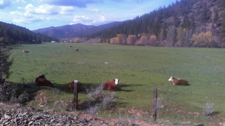 Land for Sale in Northern Calfornia, Siskiyou County - image 4