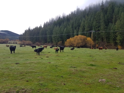 Land for Sale in Northern Calfornia, Siskiyou County - image 6