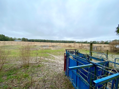 HEMP FARM with cattle, hay and poultry IN NORTH FLORIDA - image 10