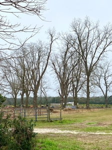 HEMP FARM with cattle, hay and poultry IN NORTH FLORIDA - image 4