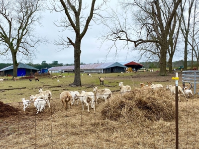 HEMP FARM with cattle, hay and poultry IN NORTH FLORIDA - image 11
