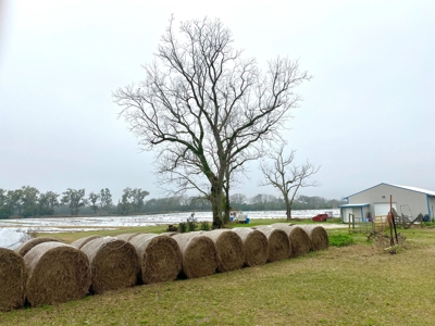 HEMP FARM with cattle, hay and poultry IN NORTH FLORIDA - image 2