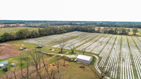 HEMP FARM with cattle, hay and poultry IN NORTH FLORIDA - image 17