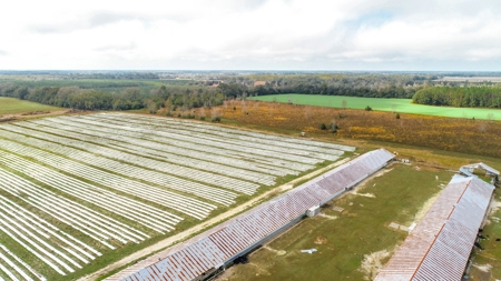 HEMP FARM with cattle, hay and poultry IN NORTH FLORIDA - image 19