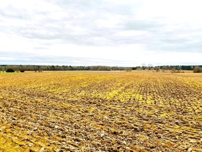 203 Acres Turnkey Hunting Land for Sale Amite County, MS - image 4
