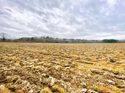 203 Acres Turnkey Hunting Land for Sale Amite County, MS - image 8