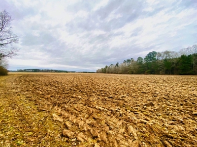203 Acres Turnkey Hunting Land for Sale Amite County, MS - image 7