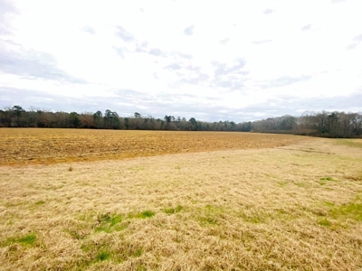 203 Acres Turnkey Hunting Land for Sale Amite County, MS - image 9