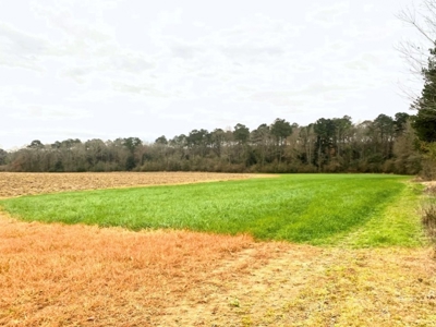 203 Acres Turnkey Hunting Land for Sale Amite County, MS - image 18