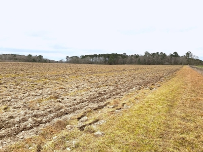 203 Acres Turnkey Hunting Land for Sale Amite County, MS - image 6