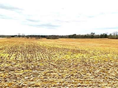 203 Acres Turnkey Hunting Land for Sale Amite County, MS - image 3