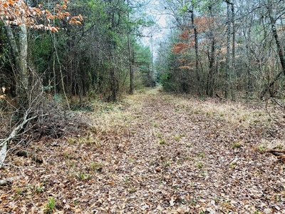 203 Acres Turnkey Hunting Land for Sale Amite County, MS - image 14