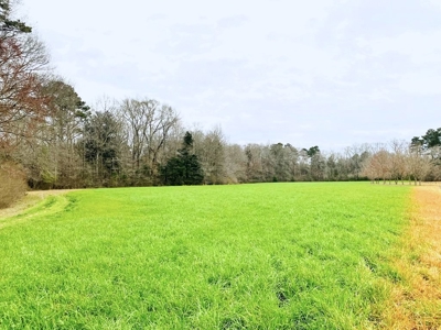 203 Acres Turnkey Hunting Land for Sale Amite County, MS - image 20