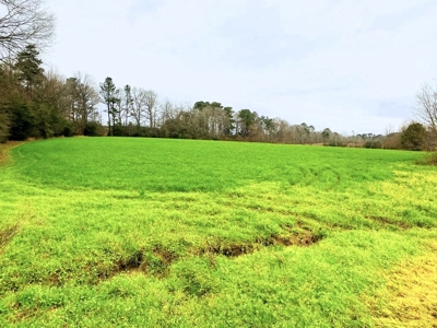 203 Acres Turnkey Hunting Land for Sale Amite County, MS - image 19