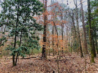 203 Acres Turnkey Hunting Land for Sale Amite County, MS - image 12