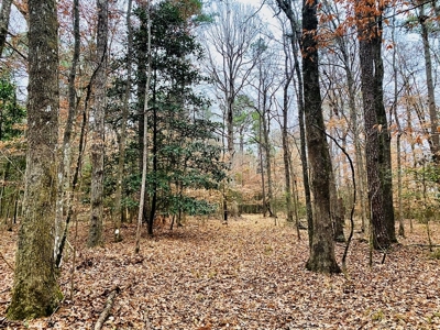 203 Acres Turnkey Hunting Land for Sale Amite County, MS - image 16