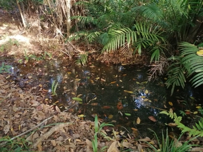 11.6 Hectares Land For Sale In Toabre Penonome Cocle Panama - image 17
