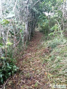 11.6 Hectares Land For Sale In Toabre Penonome Cocle Panama - image 9