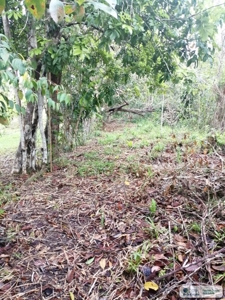 11.6 Hectares Land For Sale In Toabre Penonome Cocle Panama - image 8
