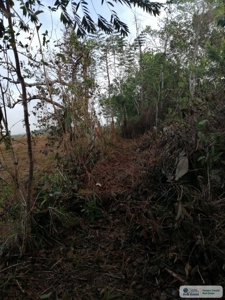 11.6 Hectares Land For Sale In Toabre Penonome Cocle Panama - image 11