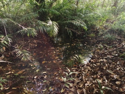 11.6 Hectares Land For Sale In Toabre Penonome Cocle Panama - image 16