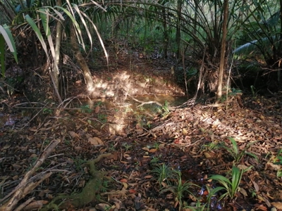 11.6 Hectares Land For Sale In Toabre Penonome Cocle Panama - image 22