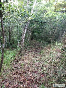 11.6 Hectares Land For Sale In Toabre Penonome Cocle Panama - image 10