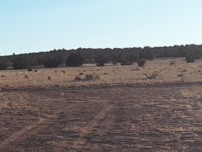 49 Acres - Travel Trailer, Solar, Septic & Water Cisterns - image 4