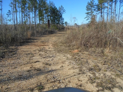 Land For Sale Hunting Land Amite County Liberty Mississippi - image 13