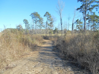 Land For Sale Hunting Land Amite County Liberty Mississippi - image 22