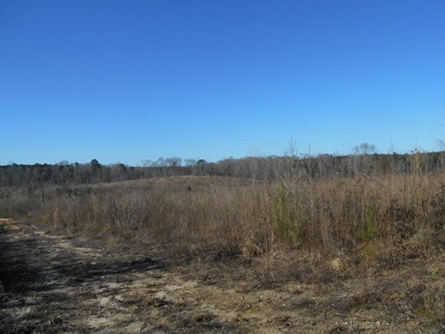 Land For Sale Hunting Land Amite County Liberty Mississippi - image 2