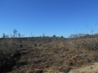 Land For Sale Hunting Land Amite County Liberty Mississippi - image 10